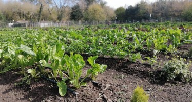 El otoño es el momento para rediseñar y fortalecer la huerta