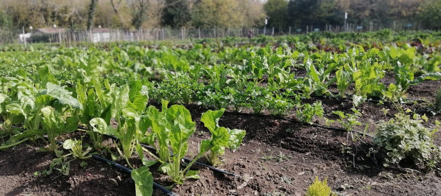 El otoño es el momento para rediseñar y fortalecer la huerta