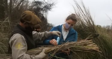 Continúa el relevamiento de biomasa en el Delta del Paraná