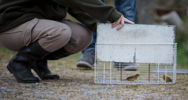 Continúan liberando aves autóctonas que fueron rescatadas