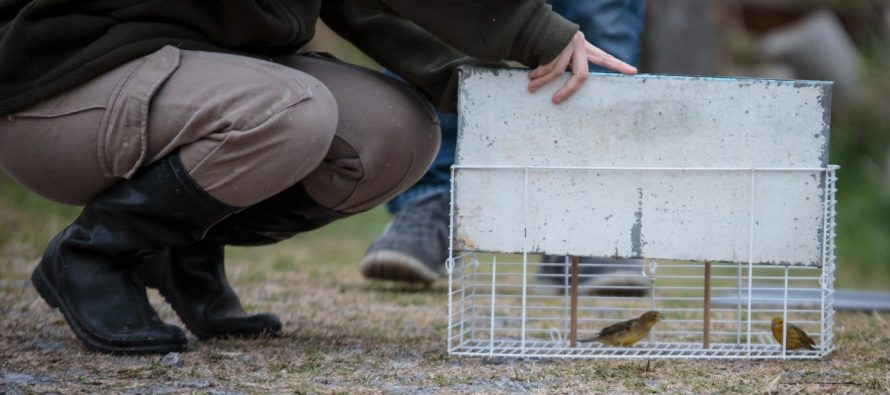 Continúan liberando aves autóctonas que fueron rescatadas