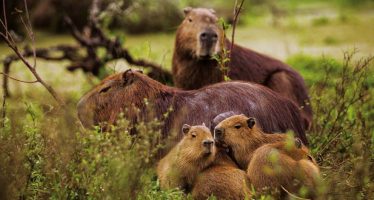 National Geographic defendió a los carpinchos de Nordelta