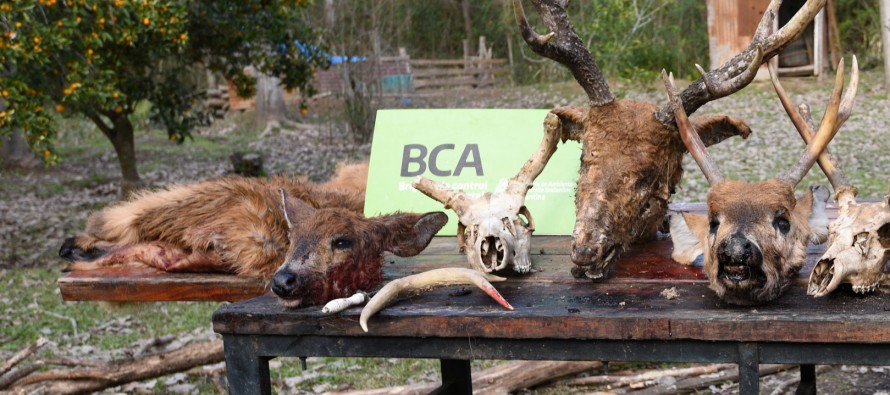 Ambiente decomisó restos y carne de ciervo de los pantanos en operativos en el Delta