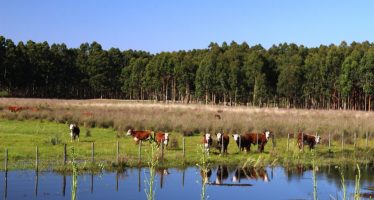 Plan de adaptación al cambio climático del Delta del Paraná