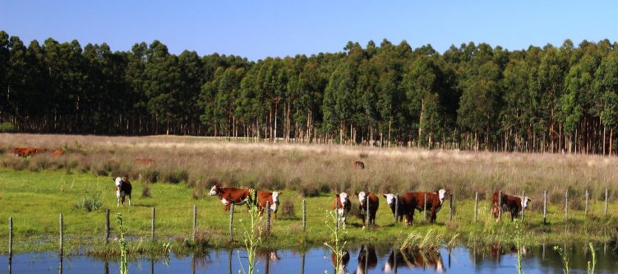 Plan de adaptación al cambio climático del Delta del Paraná