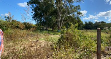 Activistas y vecinos movilizan por la creación de una Reserva Natural en Tigre