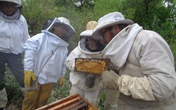 Jornada apícola en el Centro de Formación Profesional 402 de Paraná Miní