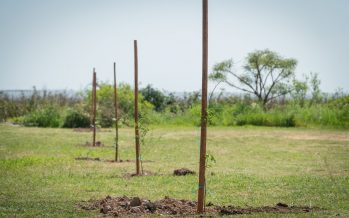 En el marco de la COP26, San Isidro fue elegido para plantar árboles