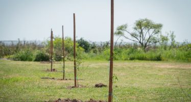 En el marco de la COP26, San Isidro fue elegido para plantar árboles