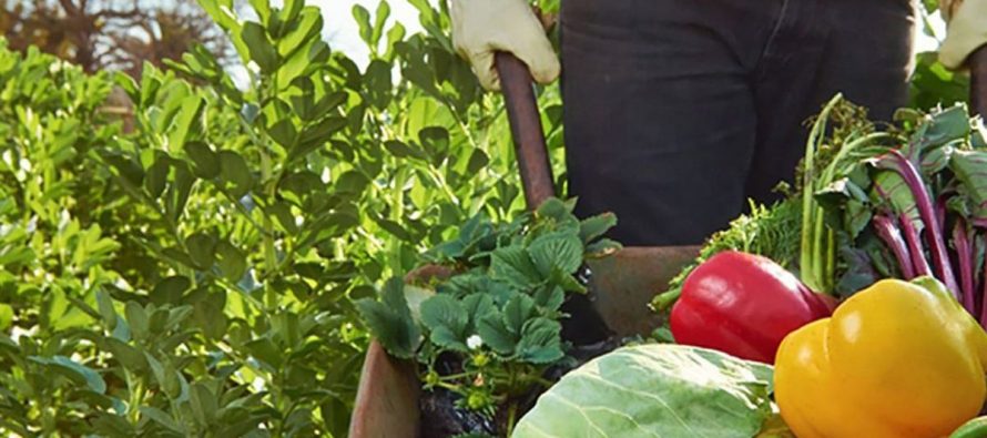 Banco Nación presentó líneas de créditos para pequeños productores de la economía social y agricultura familiar