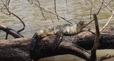 Prefectura Naval rescató a un lobo marino en el río Paraná de las Palmas