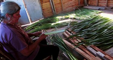 Corte de totora, construcción y alfarería en Punta Querandí