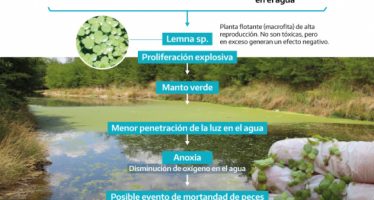 Presencia de lentejitas de agua en la cuenca del Río Luján