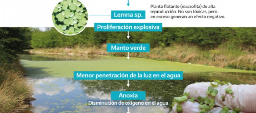 Presencia de lentejitas de agua en la cuenca del Río Luján