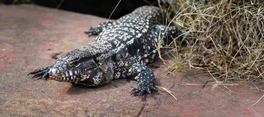 El lagarto overo: la especie nativa que se hace presente en los barrios cerrados de Pilar