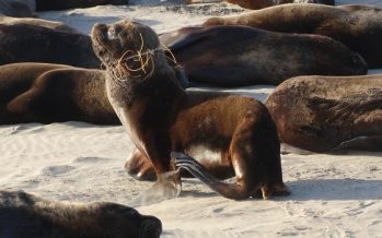 Contaminación en las playas bonaerenses: más del 84% de los residuos son plásticos