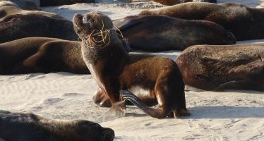 Contaminación en las playas bonaerenses: más del 84% de los residuos son plásticos