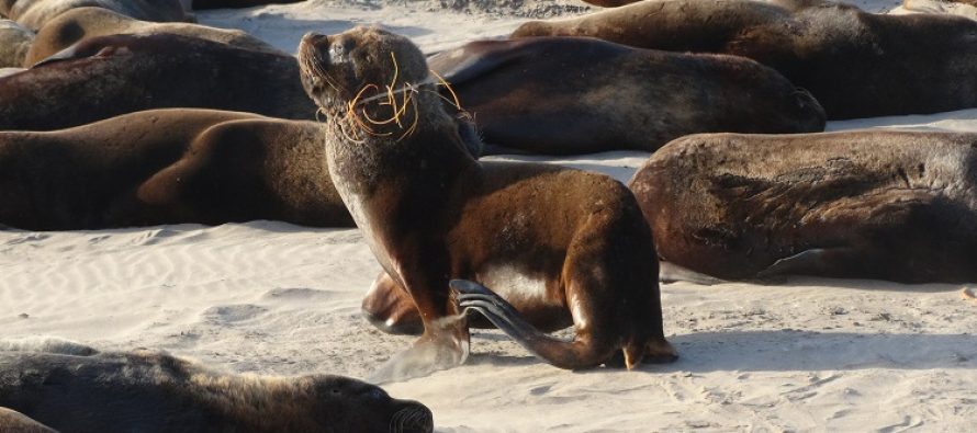 Contaminación en las playas bonaerenses: más del 84% de los residuos son plásticos