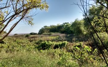 Jornada de plantación de nativas en Vicente López