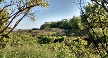 Jornada de plantación de nativas en Vicente López