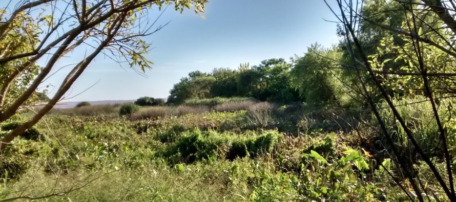 Jornada de plantación de nativas en Vicente López