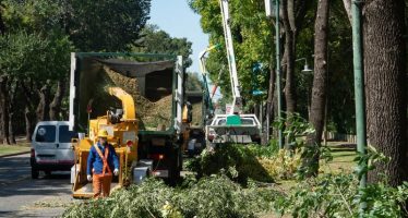 Poda sustentable en San Isidro