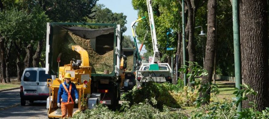 Poda sustentable en San Isidro