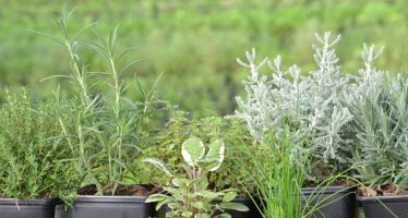 Taller sobre plantas aromáticas en San Isidro