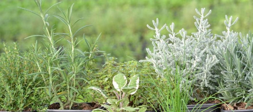 Taller sobre plantas aromáticas en San Isidro