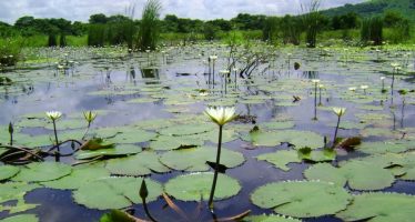 Los humedales, aliados contra el cambio climático, ocupan el 21,5% del territorio argentino