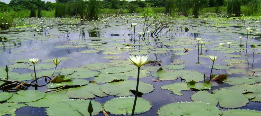 Los humedales, aliados contra el cambio climático, ocupan el 21,5% del territorio argentino