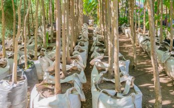 San Fernando presentó las nuevas especies que plantarán en el Plan de Forestación