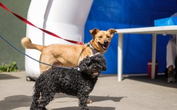 Zoonosis: nueva jornada de vacunación para perros y gatos en Vicente López