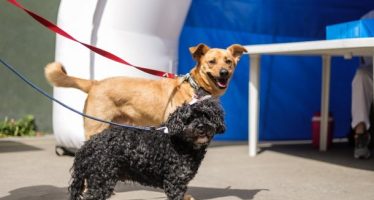 Zoonosis: nueva jornada de vacunación para perros y gatos en Vicente López