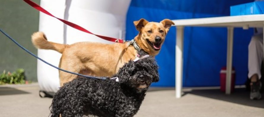 Zoonosis: nueva jornada de vacunación para perros y gatos en Vicente López