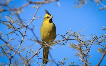 Nueva liberación de cardenales amarillos en la Provincia