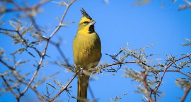 Nueva liberación de cardenales amarillos en la Provincia