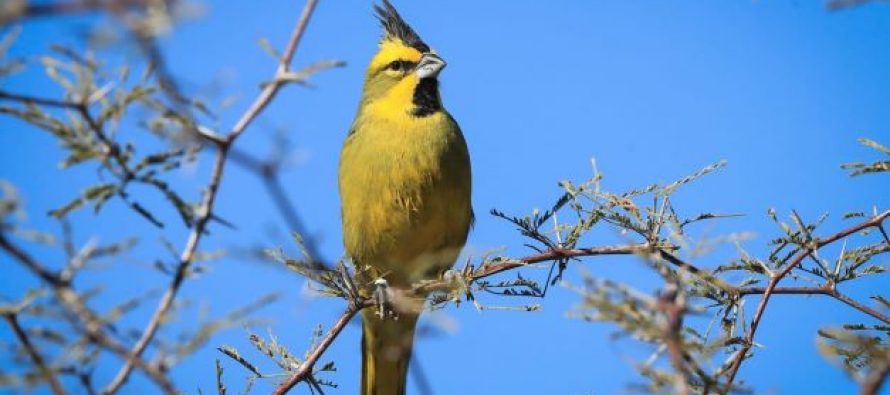 Nueva liberación de cardenales amarillos en la Provincia