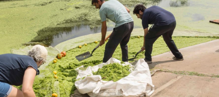 ComiLu monitorea la proliferación de vegetación acuática en el Río Luján