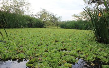 Especies nativas: ¿por qué deberían ser plantadas en lugar de las exóticas?