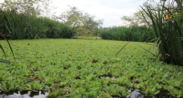 Especies nativas: ¿por qué deberían ser plantadas en lugar de las exóticas?