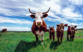 El consumo de carne artificial podría reducir el calentamiento global