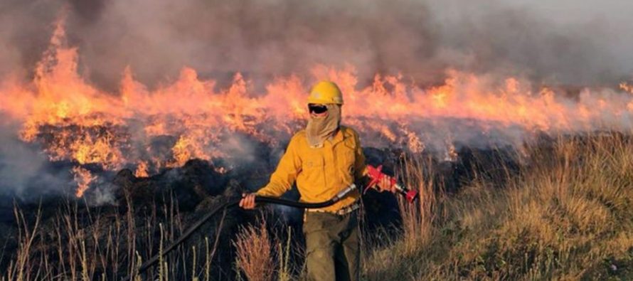 Incendios en el Delta del Paraná: ¿qué plantearon al respecto desde el Ministerio de Ambiente?