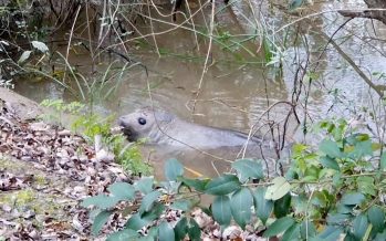 Un elefante marino fue rescatado en el Delta de San Fernando