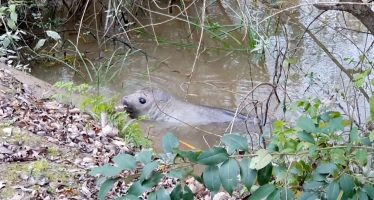 Se dictó un taller sobre cómo responder frente al varamiento de fauna marina en el Río de la Plata