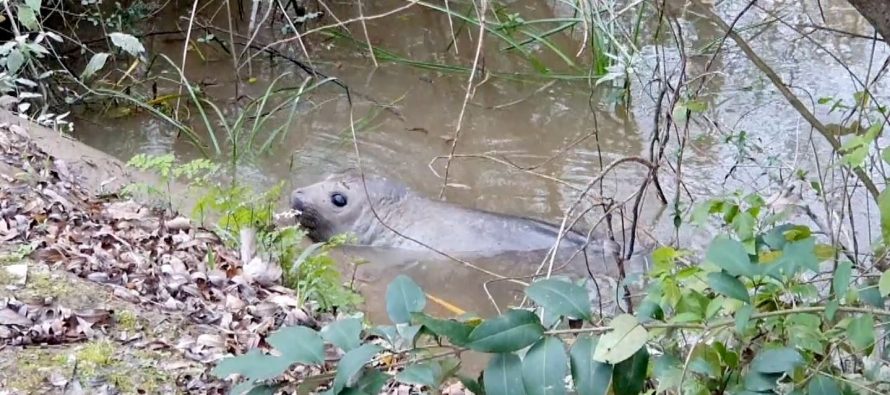 Se dictó un taller sobre cómo responder frente al varamiento de fauna marina en el Río de la Plata