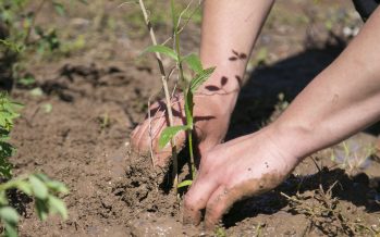 Nueva jornada de plantación de especies nativas en Vicente López