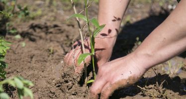 Nueva jornada de plantación de especies nativas en Vicente López