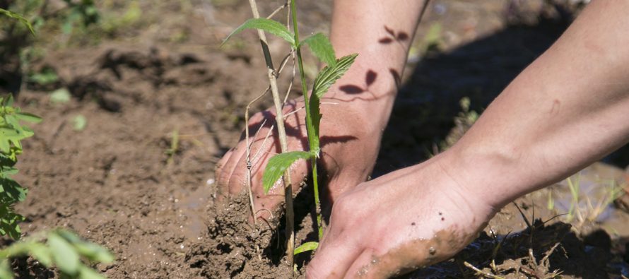 Nueva jornada de plantación de especies nativas en Vicente López