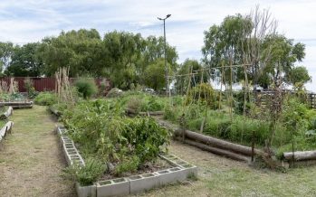 San Isidro: Ya son más de 40 las huertas comunitarias agroecológicas